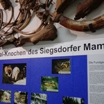 Mammut-Museum