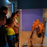 Mammut-Museum